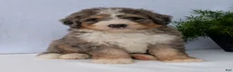 Mini Bernedoodle dogs for sale: Mini Baker  - Ad 11