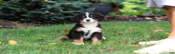 Bernese Mountain Dog dogs for sale: Sugar - Ad 9