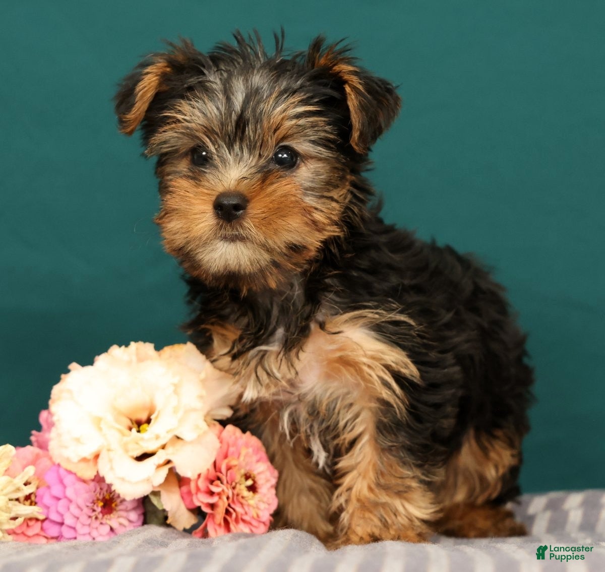 Yorkshire Terrier dogs Raven - Ad 2