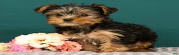 Yorkshire Terrier dogs for sale: Raven - Ad 2