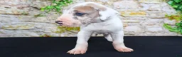 Great Dane dogs for sale: Apollo - Ad 10