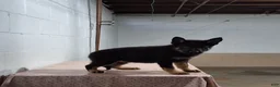 German Shepherd dogs for sale: DARLING - Ad 4