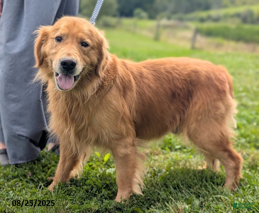 Golden Retriever dogs for sale: Sylvan - Ad 7
