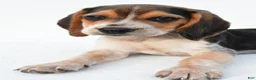 Beagle dogs for sale: Andy - Ad 8