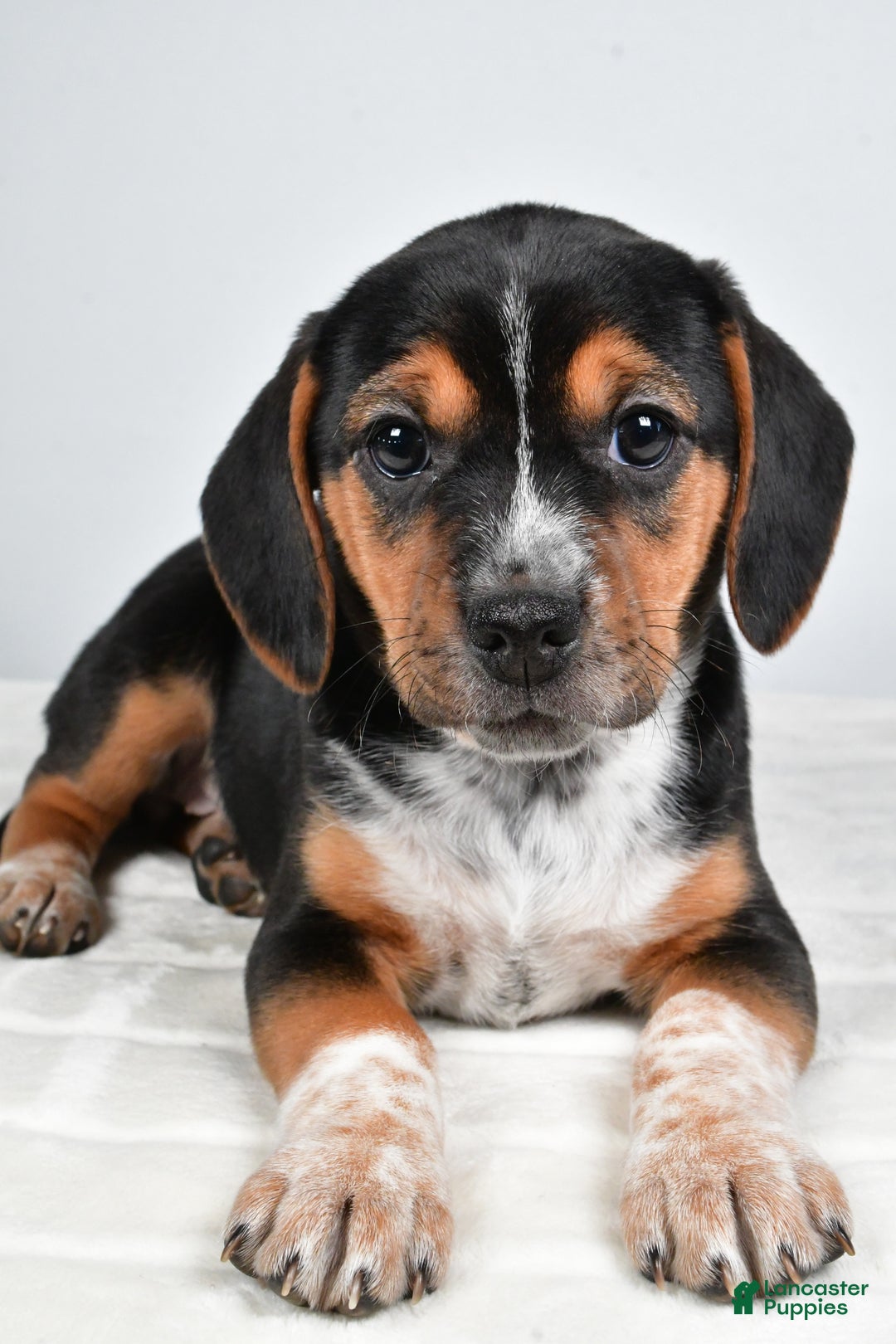 Beagle dogs for sale: Ann - Ad 3