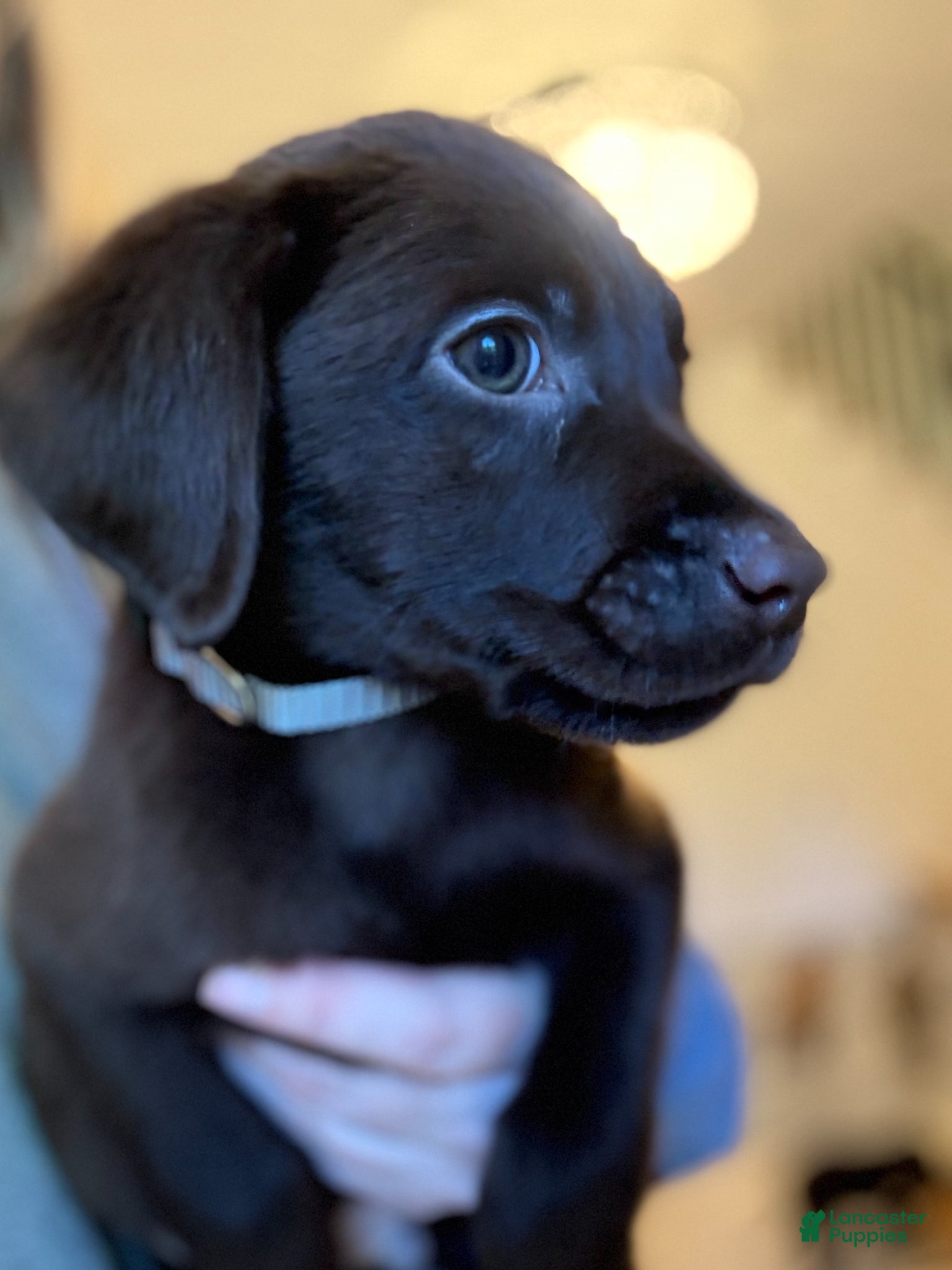 Labrador Retriever dogs Grey Collar Chocolate Lab Puppy - Ad 1
