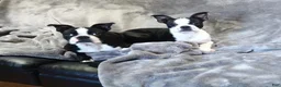 Boston Terrier dogs for sale: Maeve - Ad 7