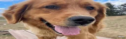 Golden Retriever dogs for sale: Golden Retriever Puppy 6 - Ad 3