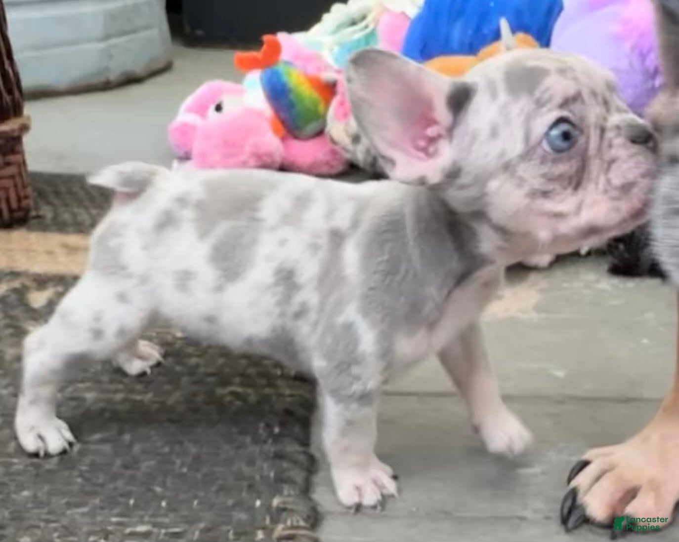 French Bulldog dogs French Bulldog 7 - Ad 2