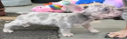 French Bulldog dogs for sale: French Bulldog 7 - Ad 2