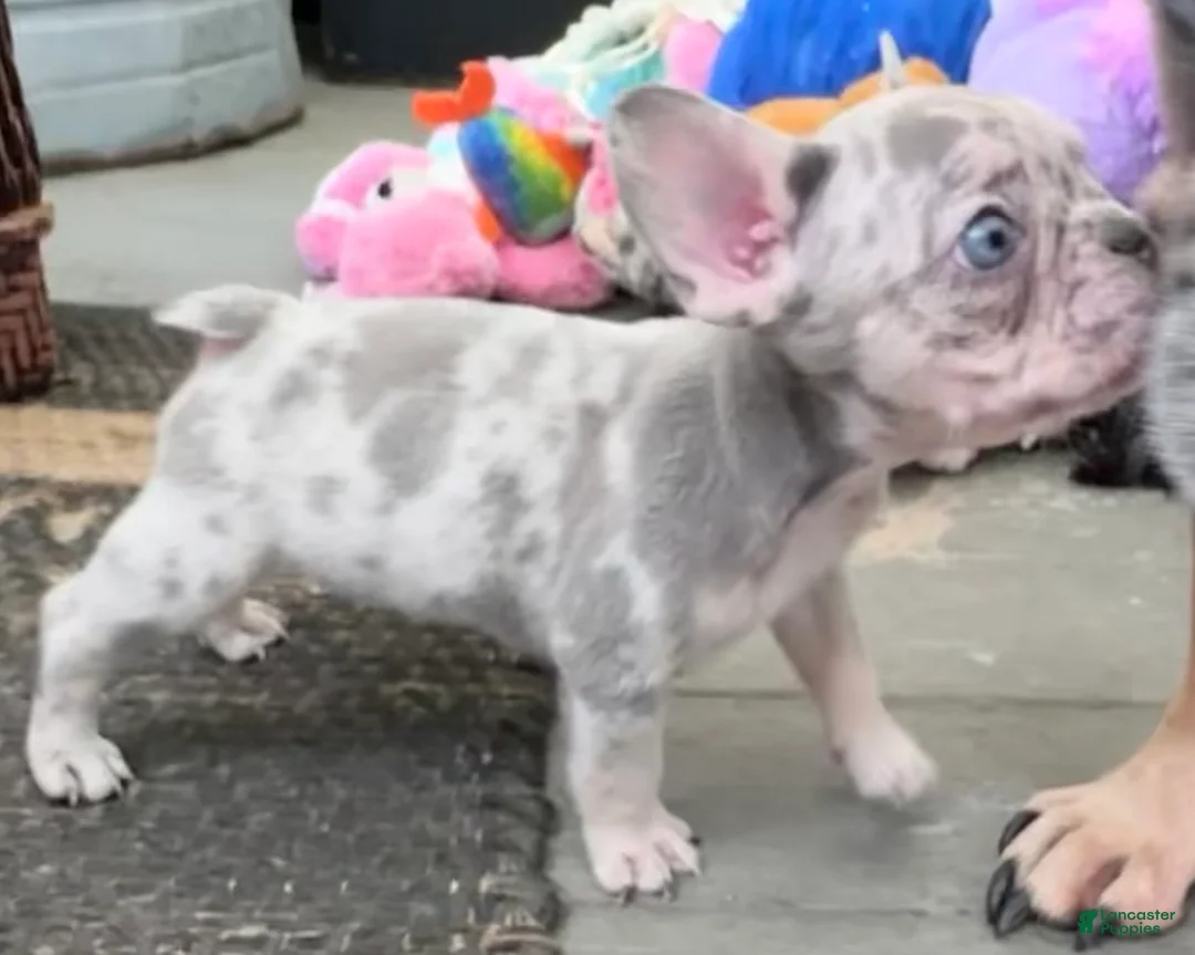 French Bulldog dogs for sale: French Bulldog 7 - Ad 2