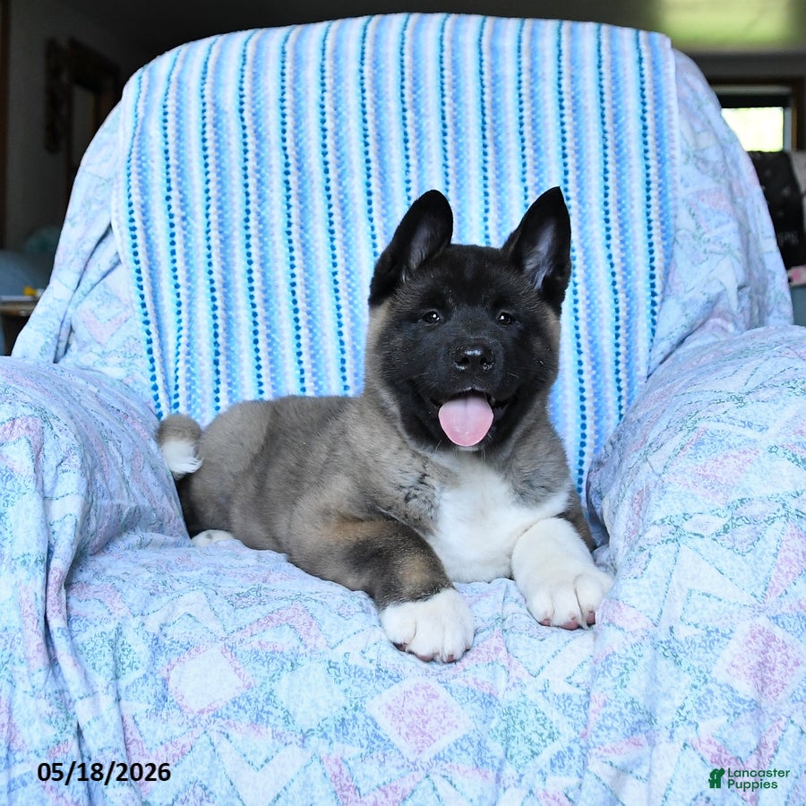 Akita dogs Richard - Ad 2