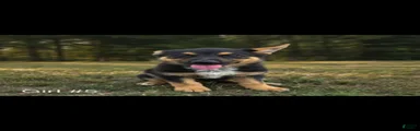 Mixed Breed 4