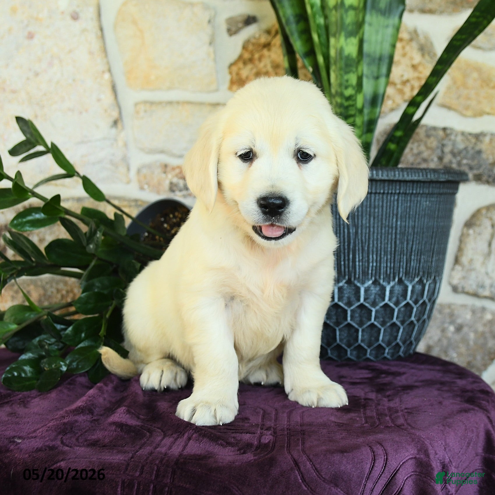 Golden Retriever dogs Daniella - Ad 2