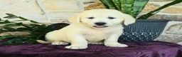 Golden Retriever dogs for sale: Daniella - Ad 2