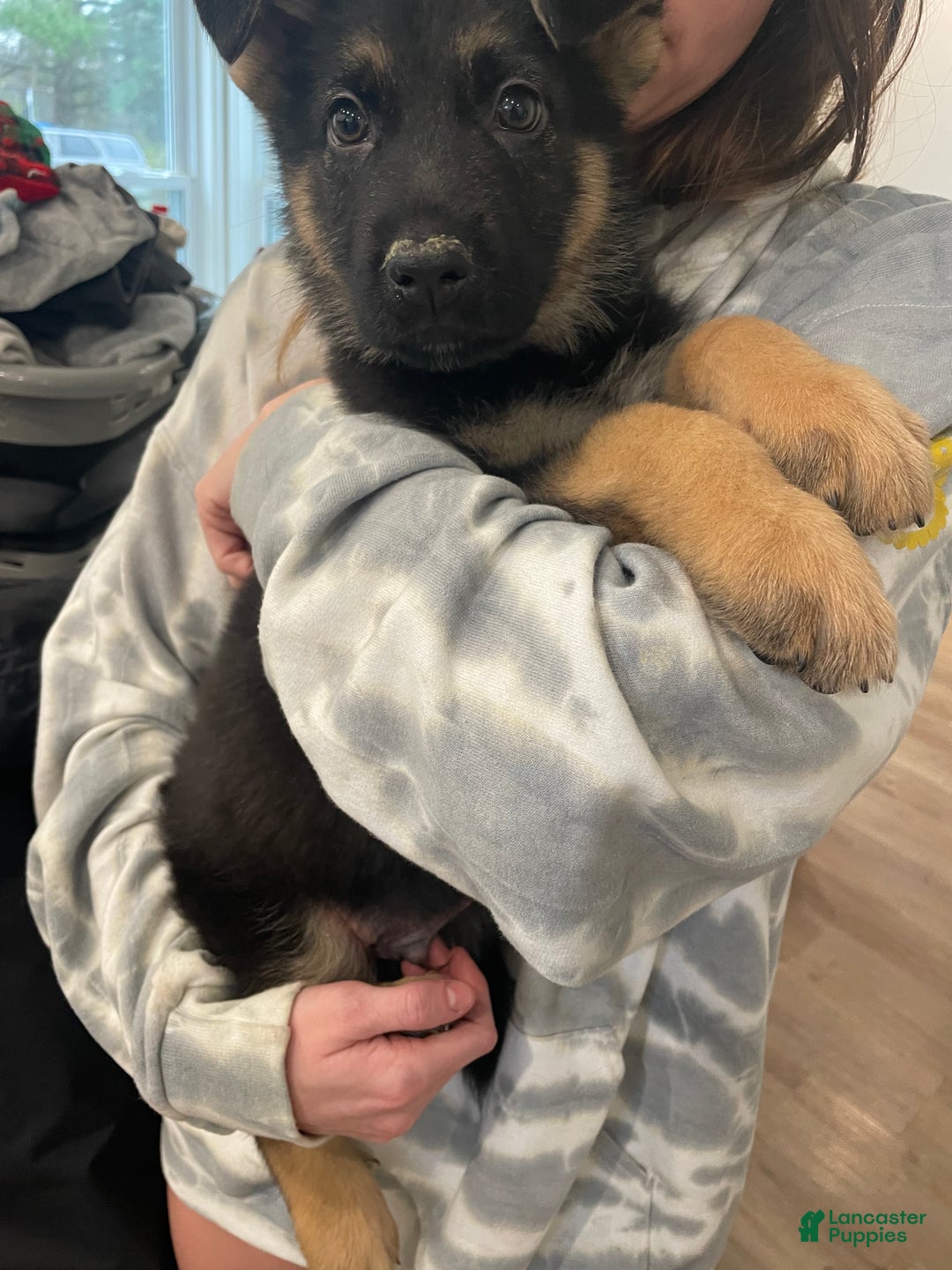 German Shepherd dogs for sale: Sunny/yellow collar - Ad 1