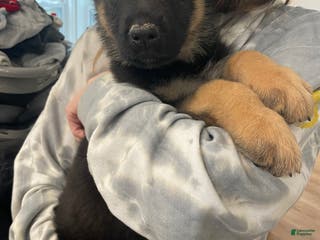 German Shepherd dogs Sunny/yellow collar - Ad 31