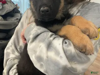 German Shepherd dogs Sunny/yellow collar - Ad 4