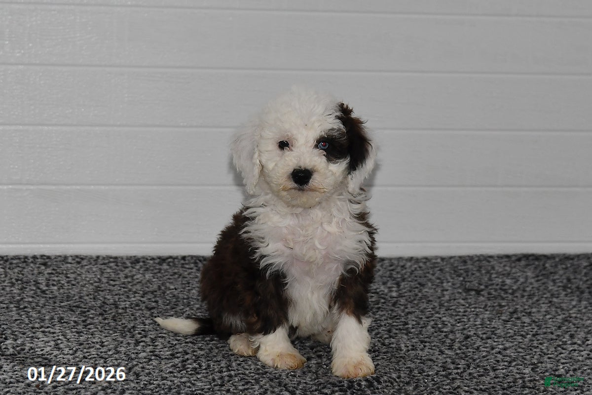 Mini Sheepadoodle dogs for sale: Olivia - Ad 4