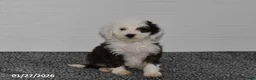 Mini Sheepadoodle dogs for sale: Olivia - Ad 1