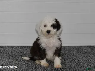 Mini Sheepadoodle dogs for sale: Olivia - Ad 4