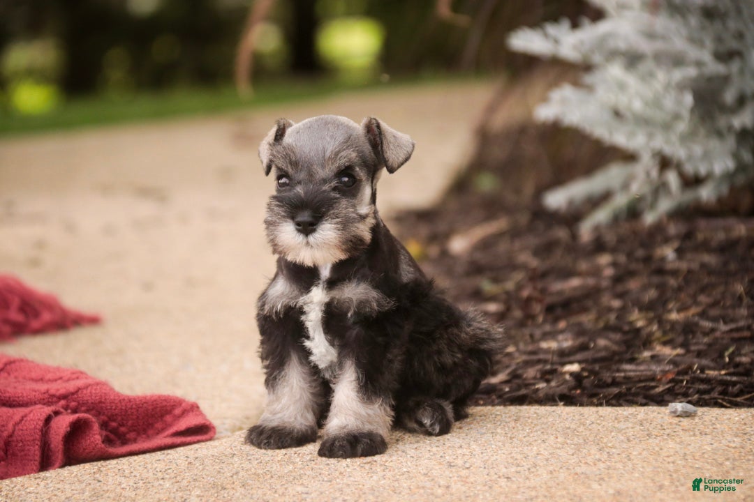 Miniature Schnauzer dogs Georgia Miniature Schnauzer - Ad 1