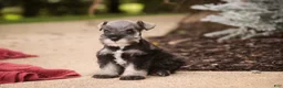 Miniature Schnauzer dogs for sale: Georgia Miniature Schnauzer - Ad 8