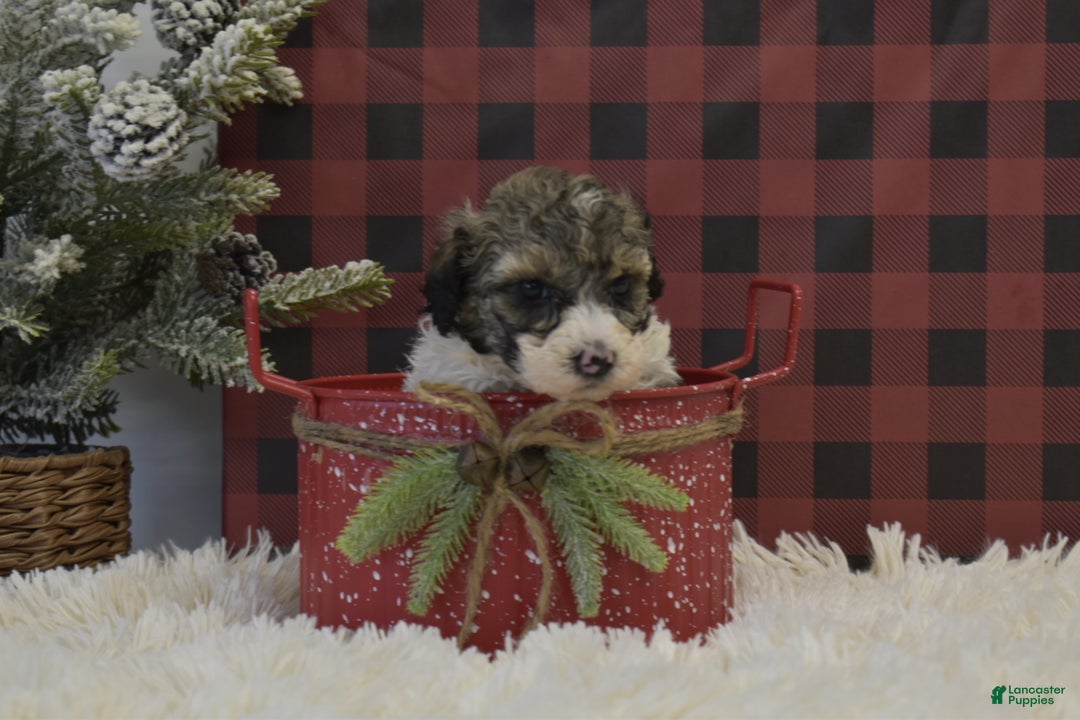 Miniature Poodle dogs for sale: Maverik - Ad 13