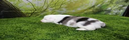 Miniature Australian Shepherd dogs for sale: Boston - Ad 2