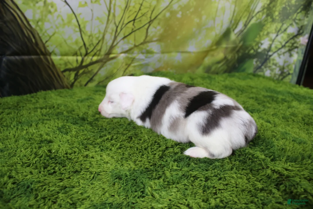 Miniature Australian Shepherd dogs for sale: Boston - Ad 2