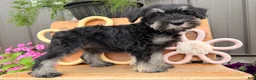 Miniature Schnauzer dogs for sale: Kayla Miniature Schnauzer  - Ad 7