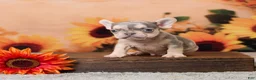 French Bulldog dogs for sale: Rubbles - Ad 3
