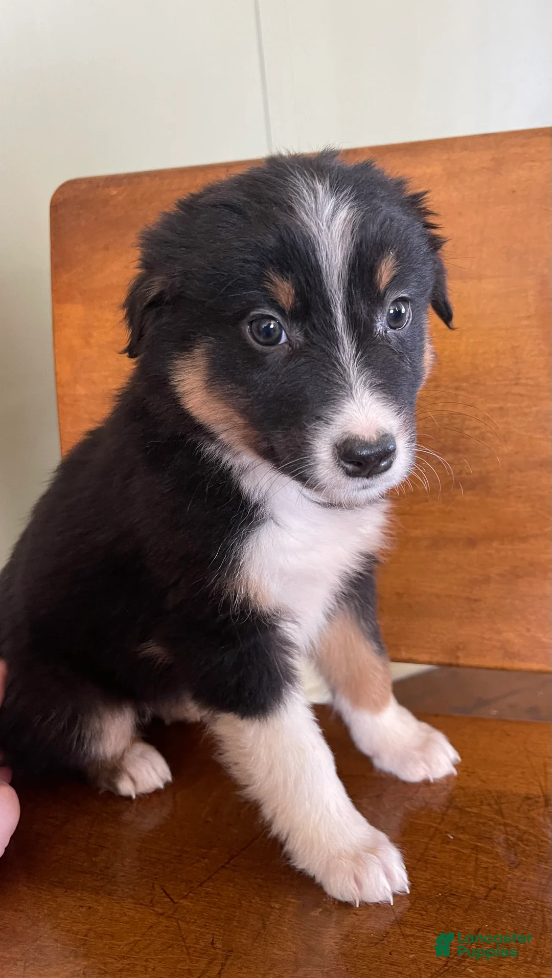 Australian Shepherd dogs for sale: Archer - Ad 17