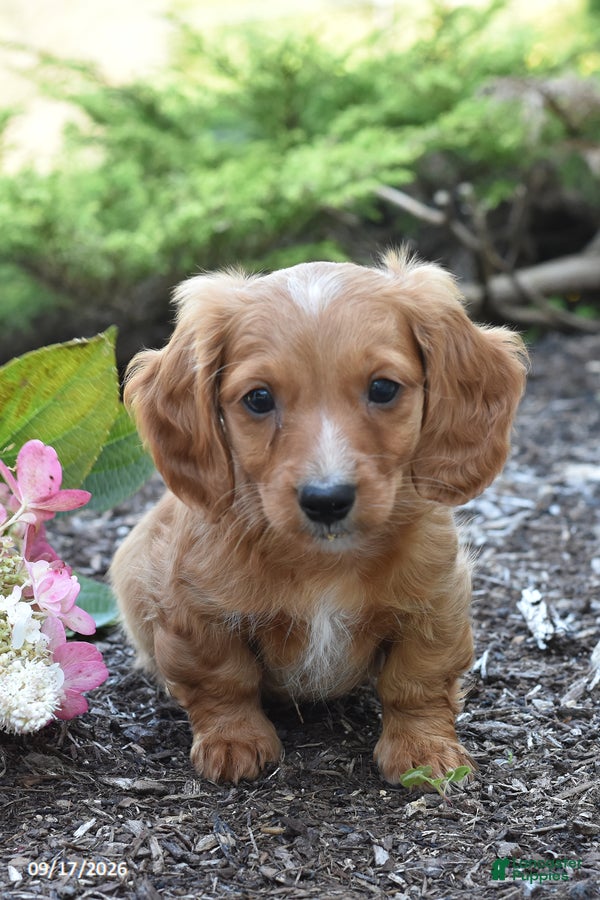 Miniature Dachshund dogs for sale: Red - Ad 1