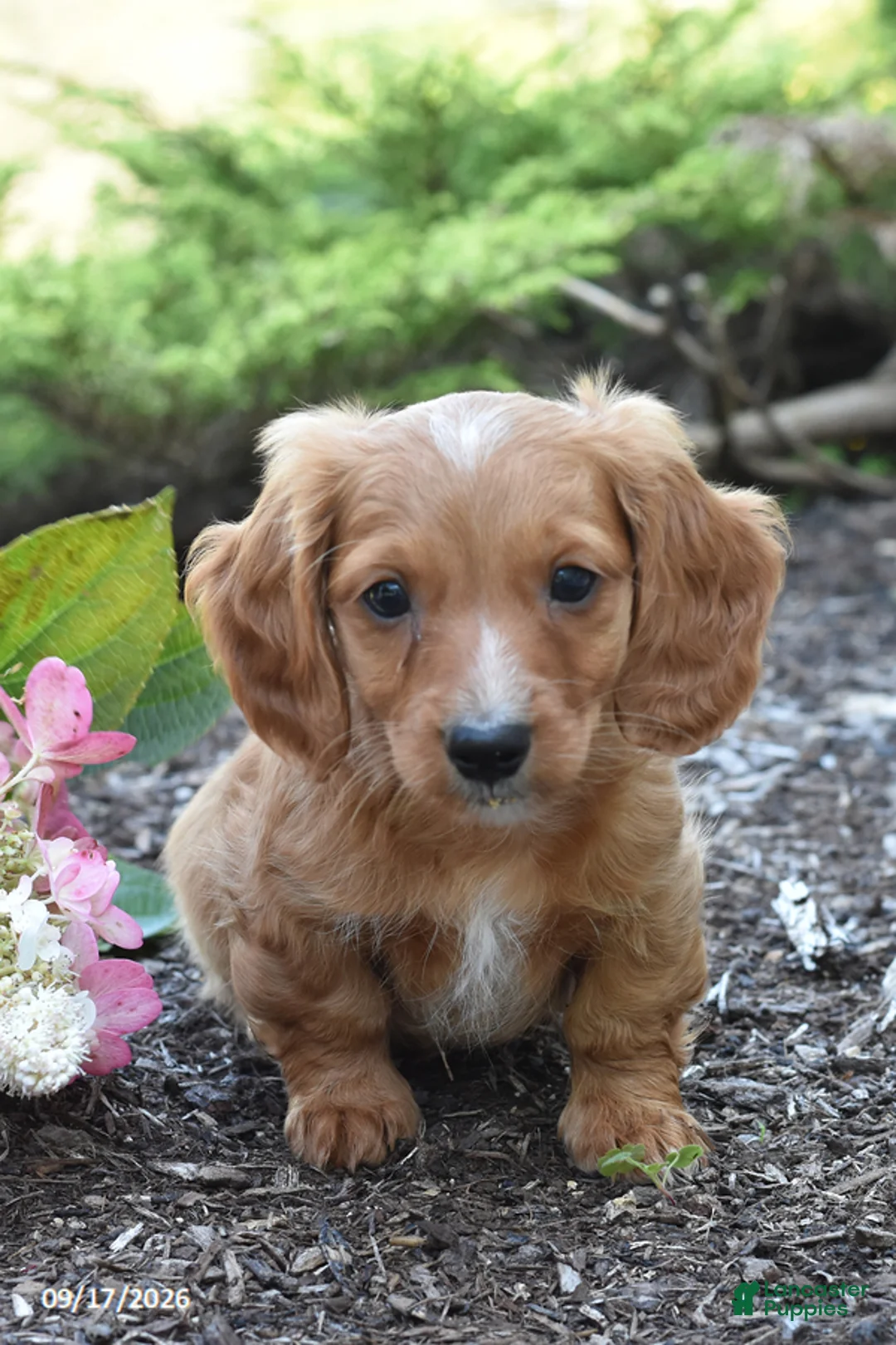 Miniature Dachshund dogs for sale: Red - Ad 1