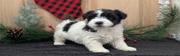 Havanese dogs for sale: Zya - Ad 7