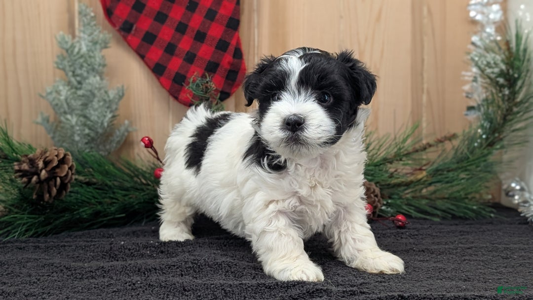 Havanese dogs for sale: Zya - Ad 7