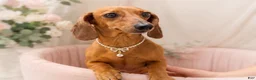 Miniature Dachshund dogs for sale: Javier   2.2lbs on 6/30 - Ad 4