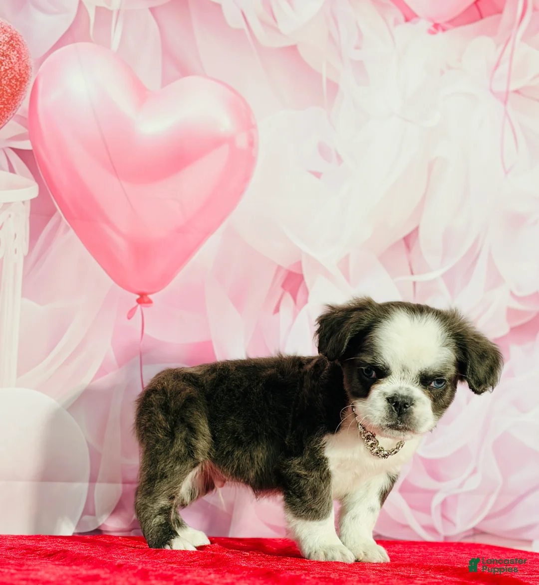 French Bulldog dogs for sale: Charlie  - Ad 4