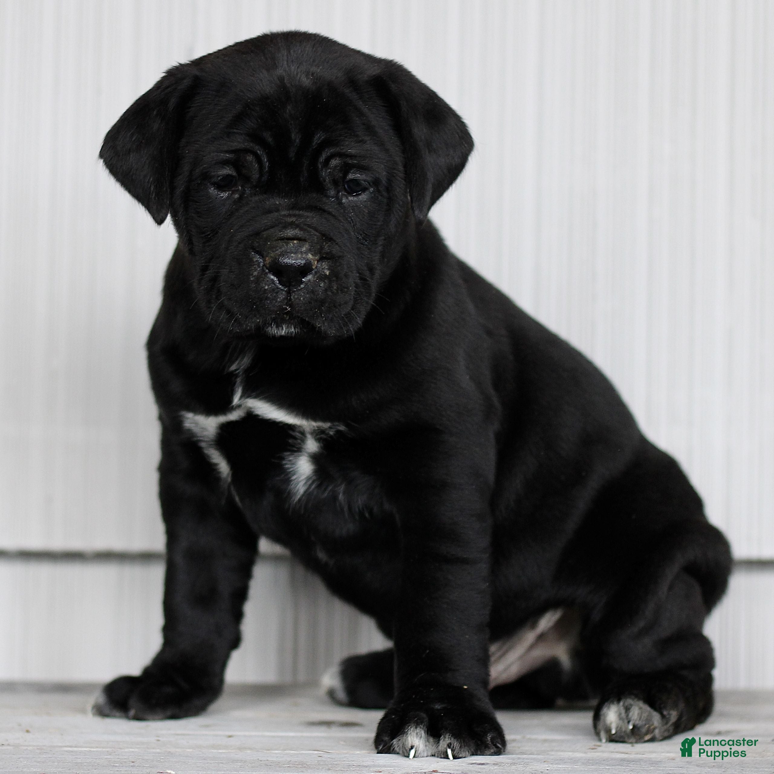 Cane Corso dogs Nix  - Ad 1
