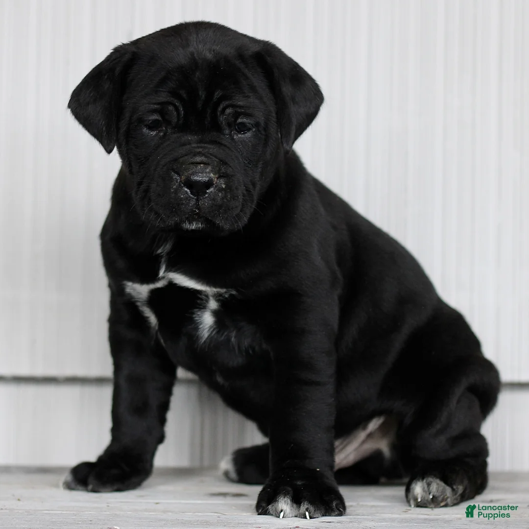 Cane Corso dogs for sale: Nix  - Ad 1