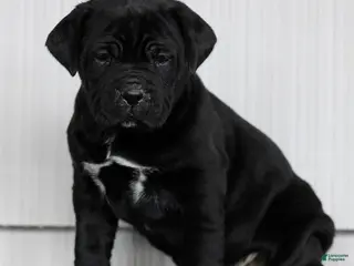 Cane Corso dogs for sale: Nix - Ad 1