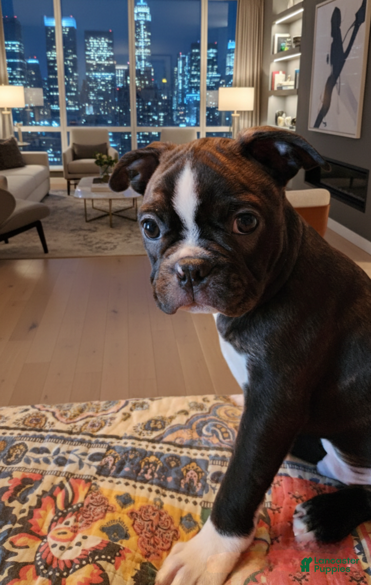 Boston Terrier dogs Gator  - Ad 12