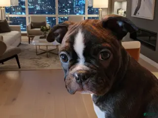 Boston Terrier dogs Gator - Ad 12