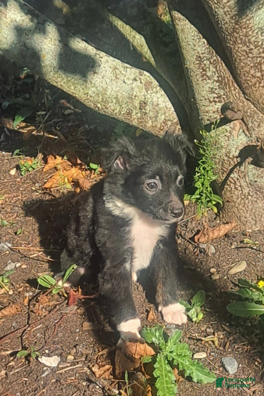 Miniature Australian Shepherd dogs for sale: Teddy - Ad 4