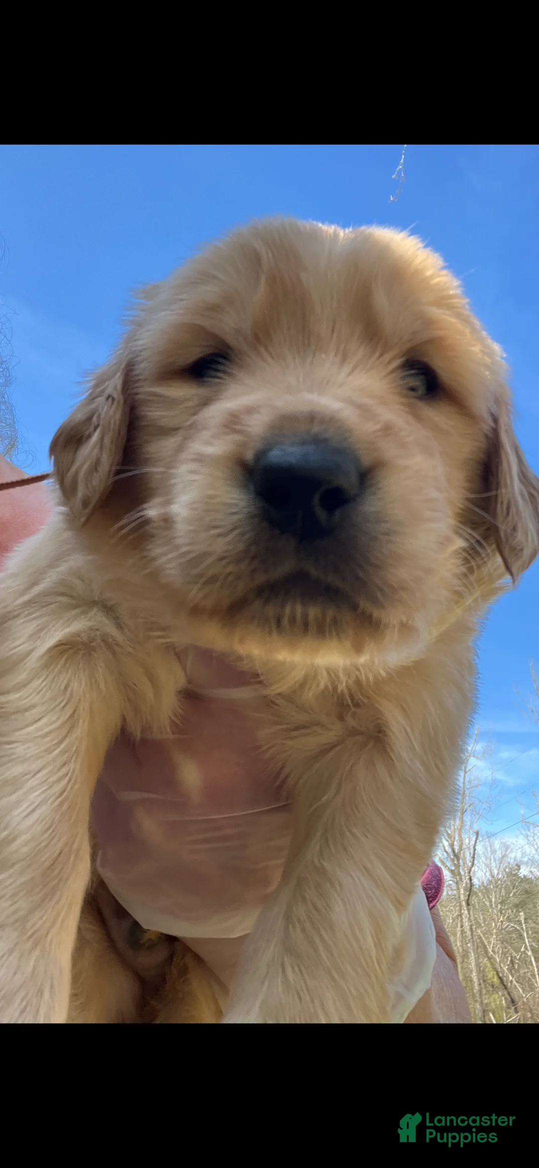 Golden Retriever dogs for sale: Golden Retriever Puppy 5 - Ad 1