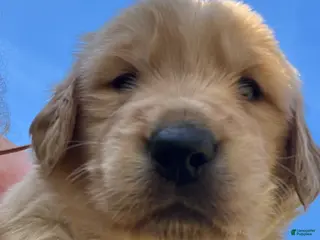 Golden Retriever dogs Golden Retriever Puppy 5 - Ad 13