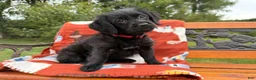 Labradoodle dogs for sale: Christina (Girl) - Ad 6