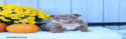 English Bulldog dogs for sale: Cherry - Ad 5