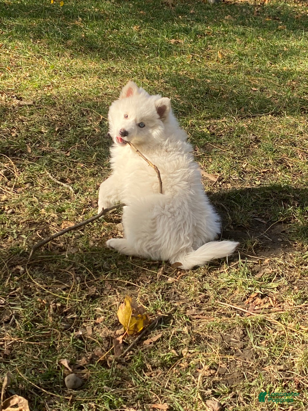 Pomsky dogs for sale: Marty - Ad 4